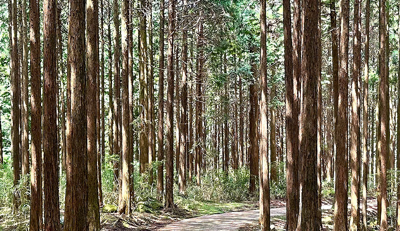 丸美木材の木のおはなし